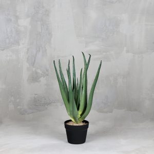 CACTUS ALOE